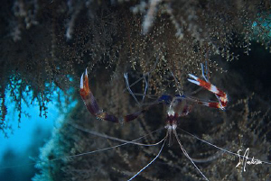 Under the bridge and under the seaweed a Banded Coral Shr... by Steven Anderson 